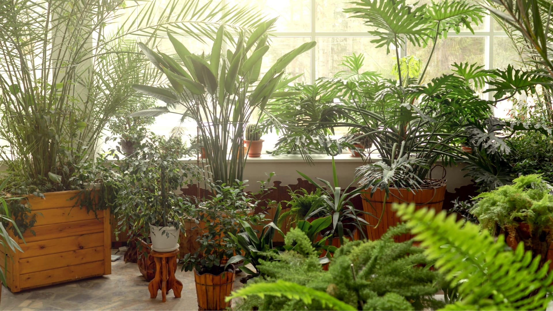 Breathe Pure | 6 Indoor Plants to Boost Air and Well-Being