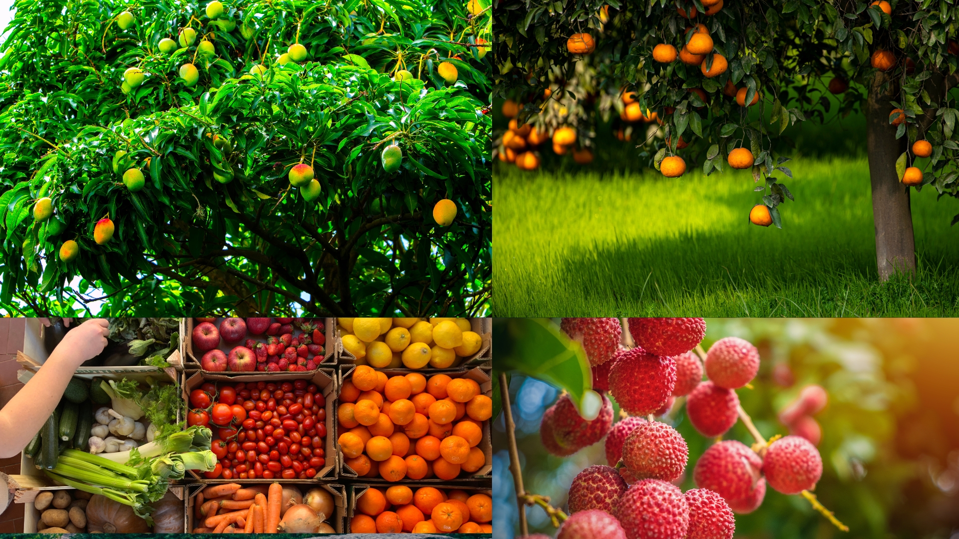 Best Seasonal Fruits to Grow at Your Farmhouse in Islamabad