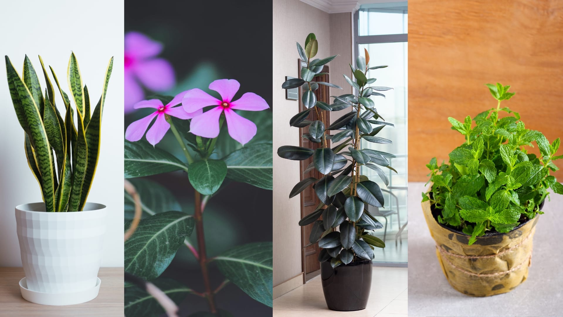 Best Indoor Plants for Your Farmhouse: Fresh, Simple & Beautiful