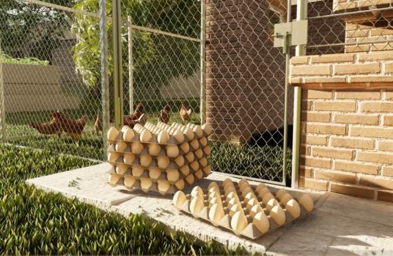 Poultry and Livestock at 92 Farms - Fresh Eggs Islamabad