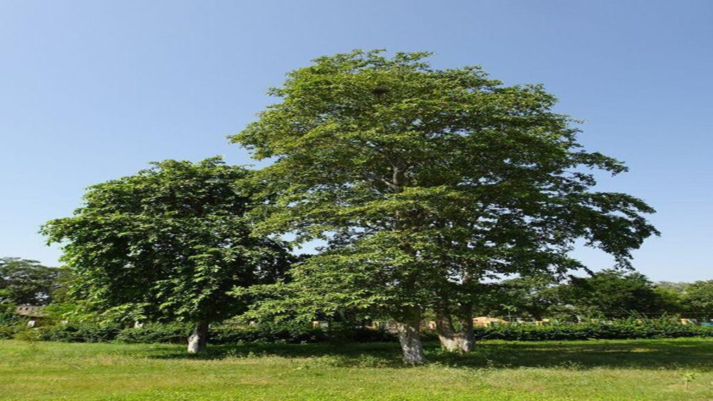 Arjun Tree and Pilkhan selected for green belt plantation at 92 Farms Islamabad