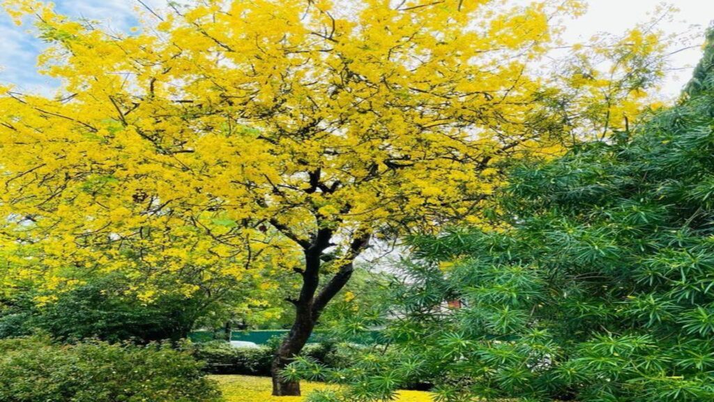 Amaltas Cassia fistula golden flowers selected for 92 Farms streets Islamabad