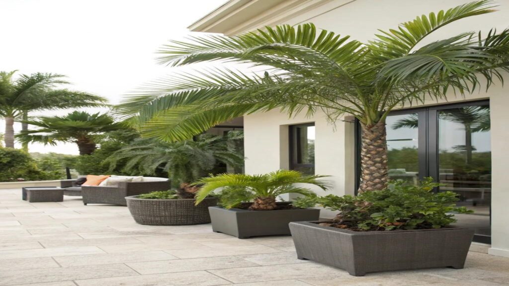 Date Palm and Foxtail Palm selected for 92 Farms main boulevard Islamabad