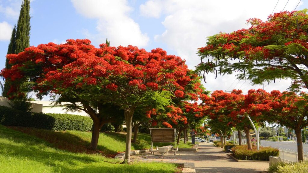 Gulmohar Delonix regia red canopy tree plantation at 92 Farms Islamabad