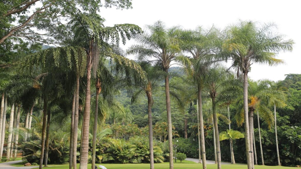 : Date Palm and Foxtail Palm selected for 92 Farms main boulevard Islamabad